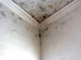 Why You Should Choose Our Mold Remediation Services in Bear Rocks, PA